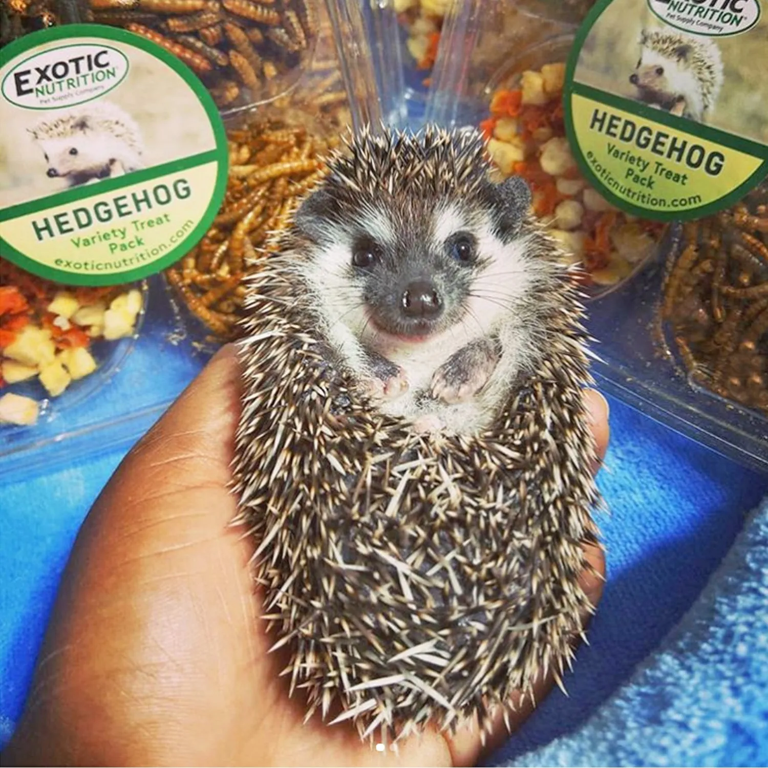 Hedgehog Treat Variety Pack