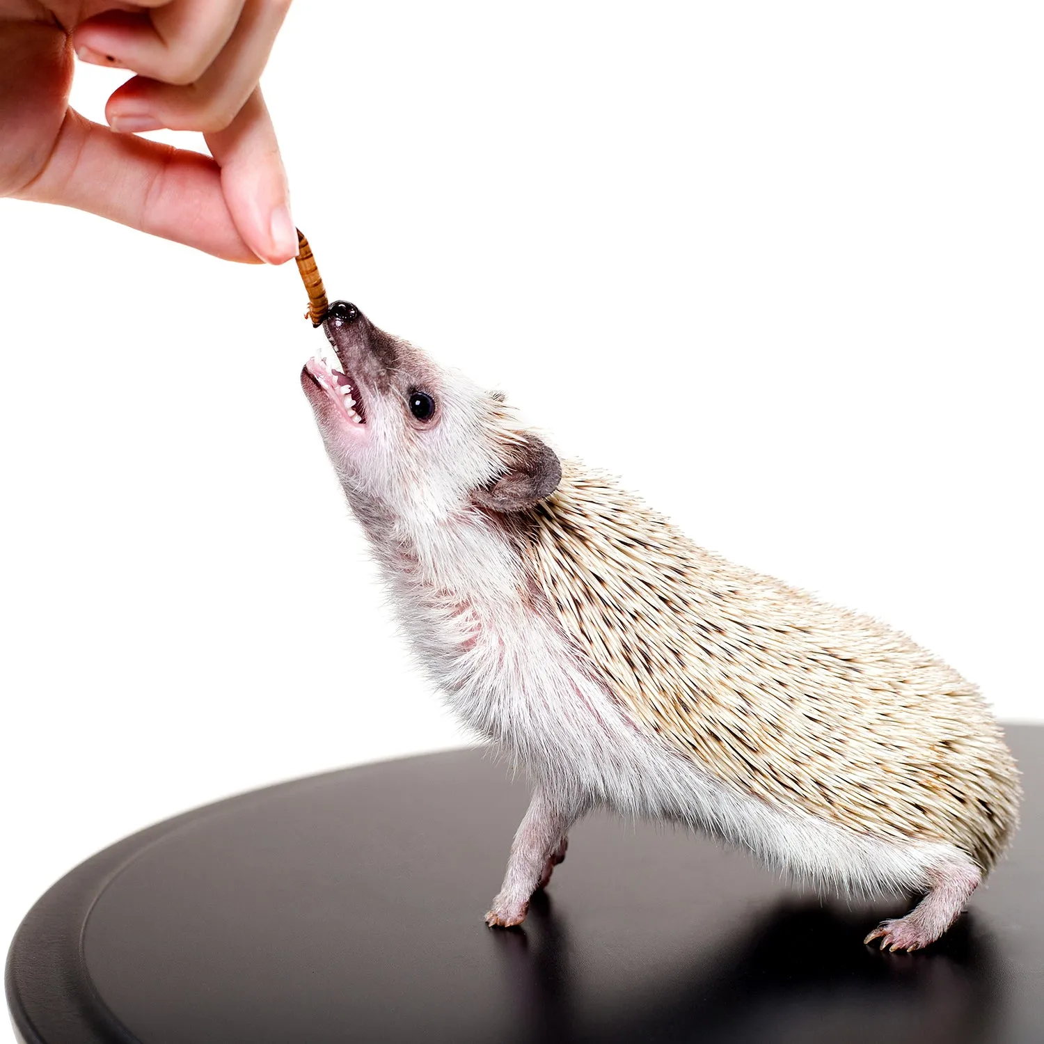 Hedgehog Treat Variety Pack