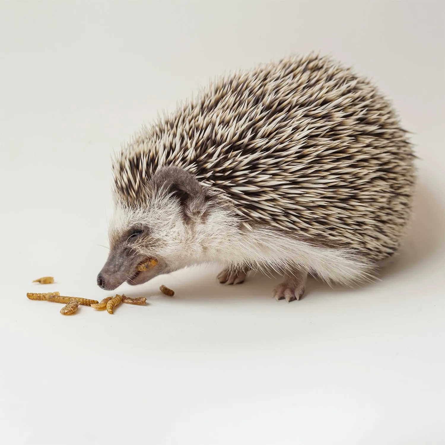 Hedgehog Treat Variety Pack