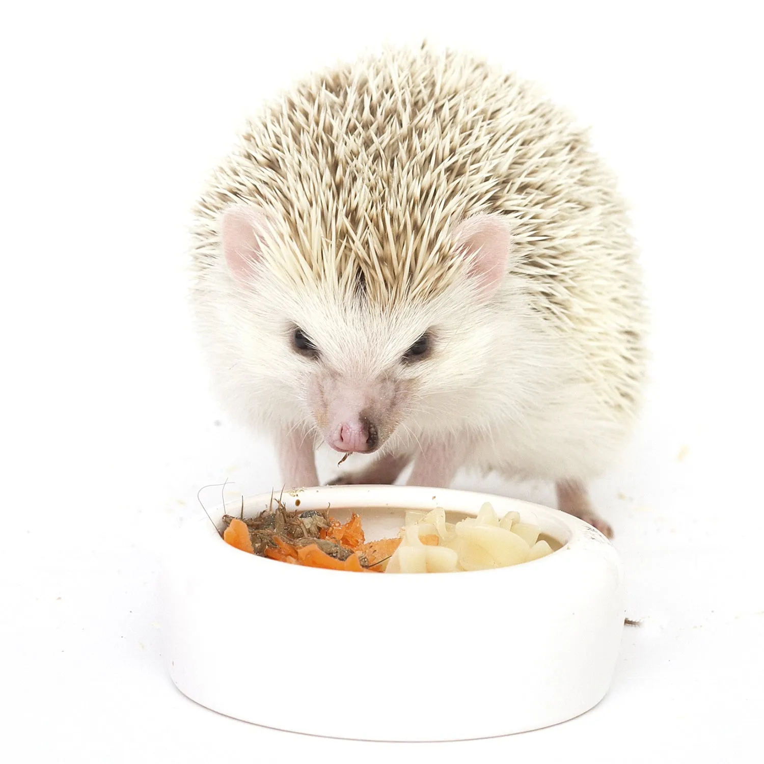 Hedgehog Treat Variety Pack