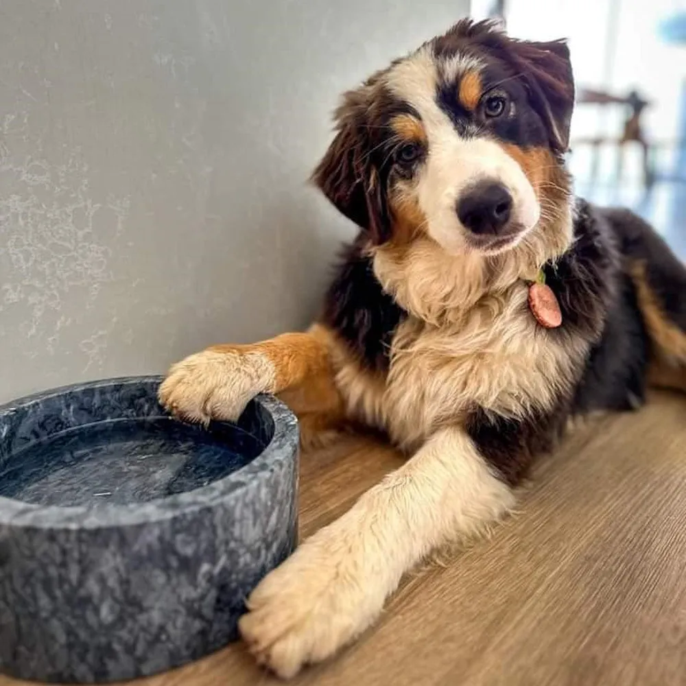 Marble Dog Bowl - Black