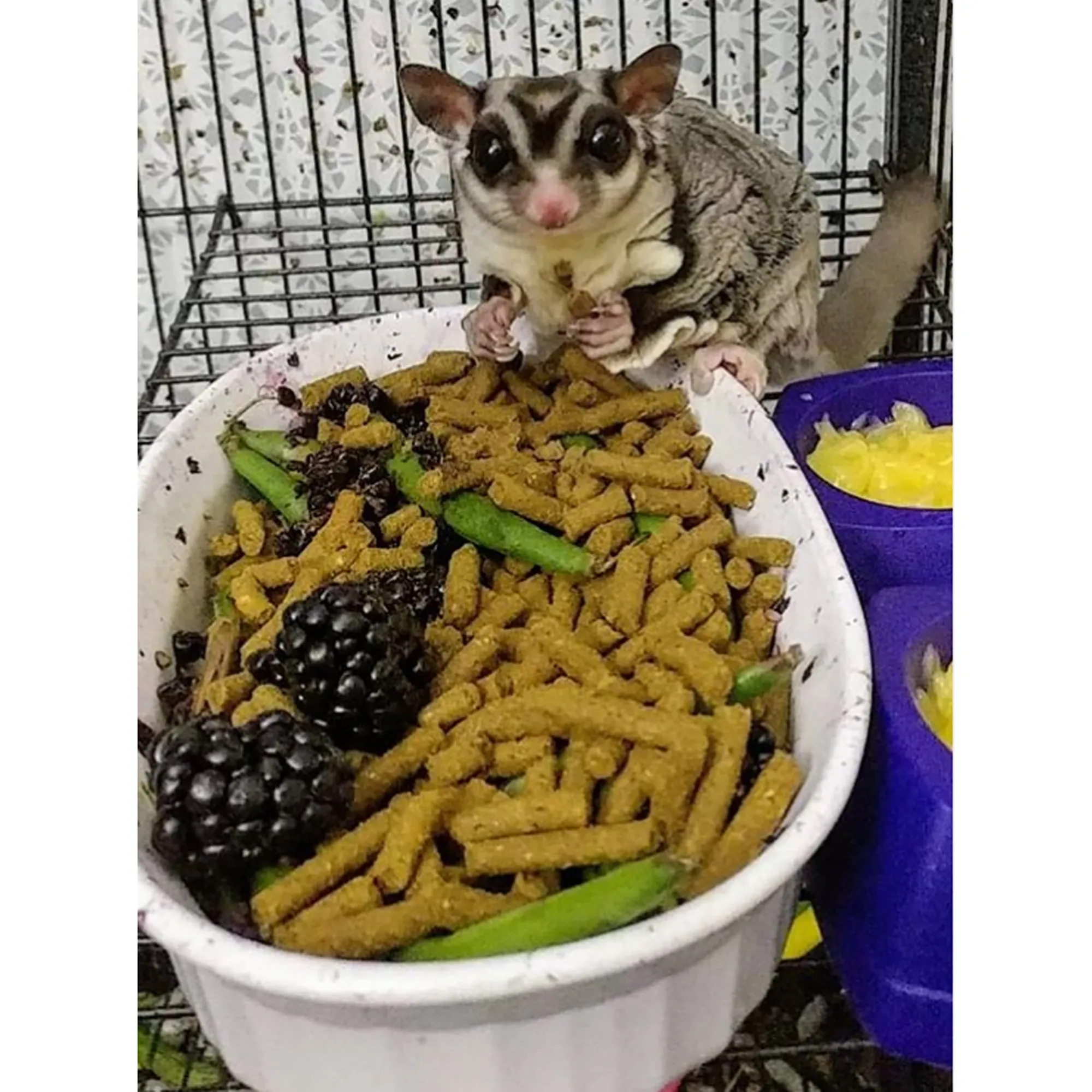 Premium Insectivore Diet Sugar Glider & Hedgehog Food