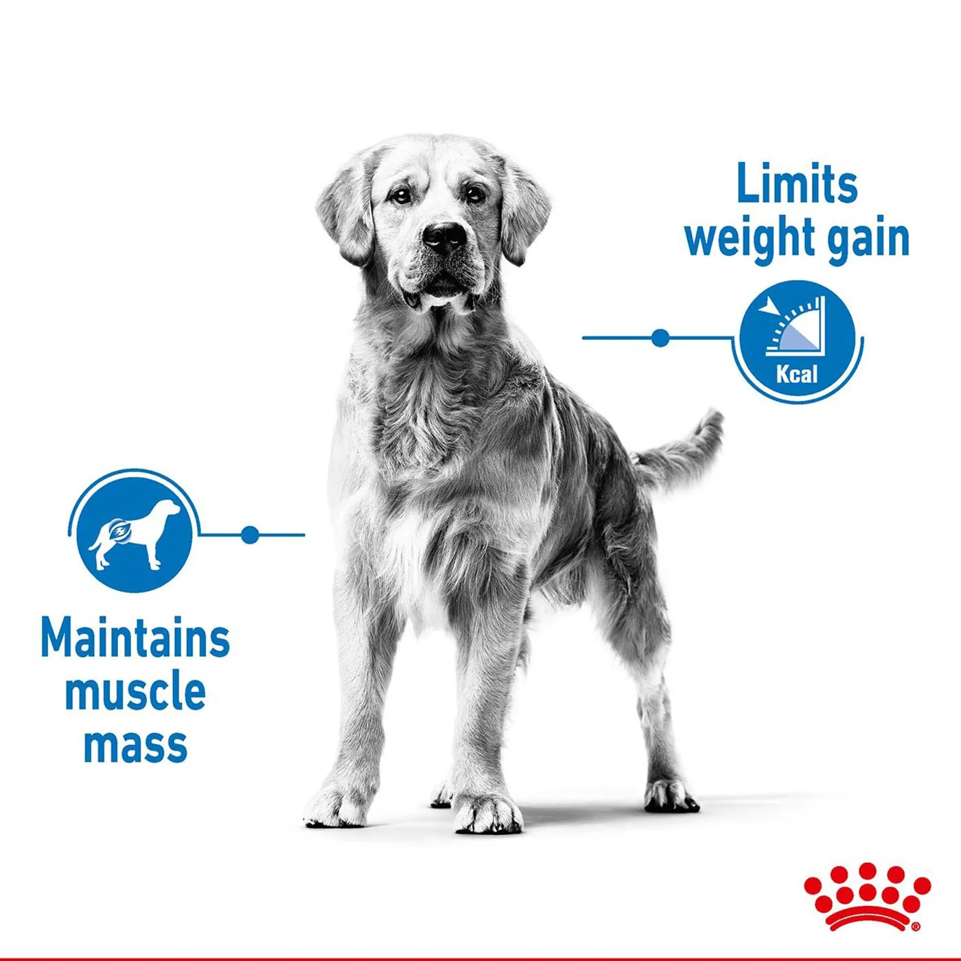 Royal Canin Medium Adult Light Weight Care Dog Food 10KG